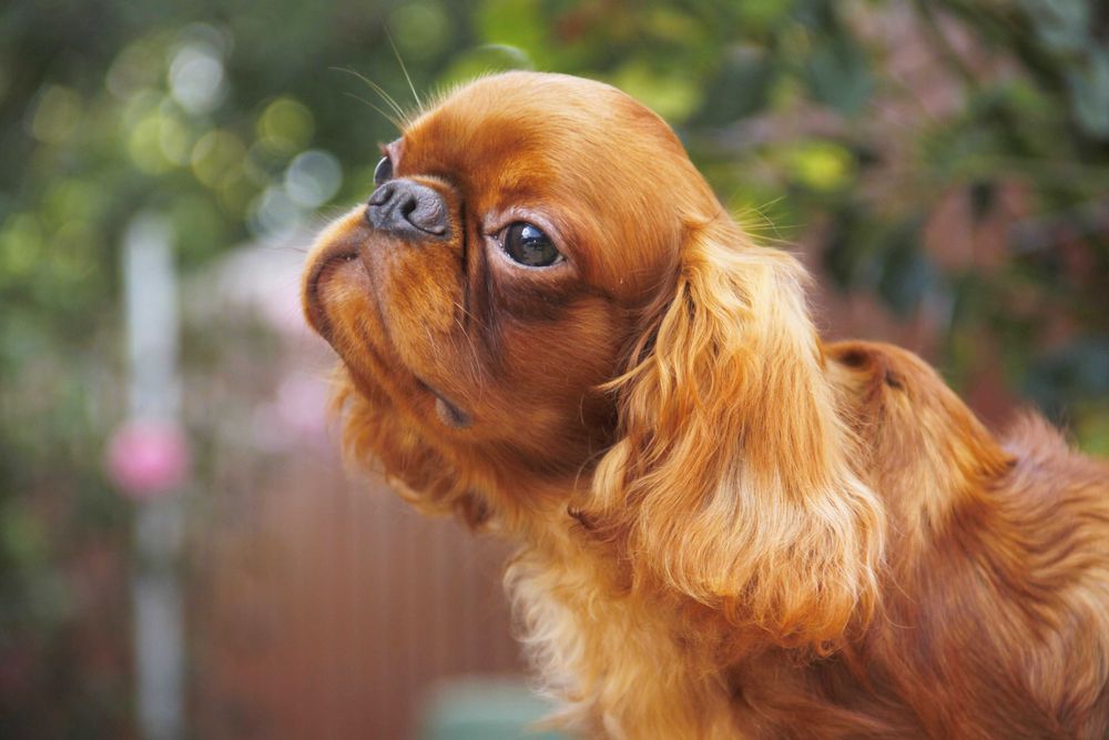Ruby chłopiec King Charles Spaniel