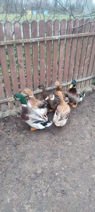 Kaczki staropolskie młode z 2025 roku