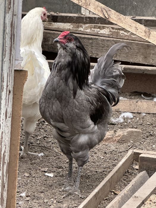 Петух Амераукана