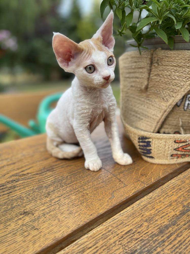 Devon rex kocurek , rodowod FPL /FIFE