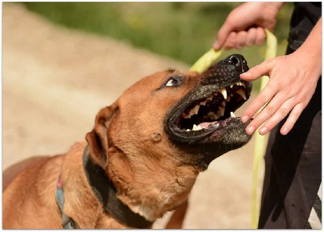 Tak długo już czeka,przyjaciel i obrońca,duzy pies BUDDY.Adopcja