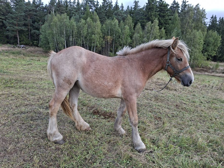Sprzedam zrebicę zimnokrwistą