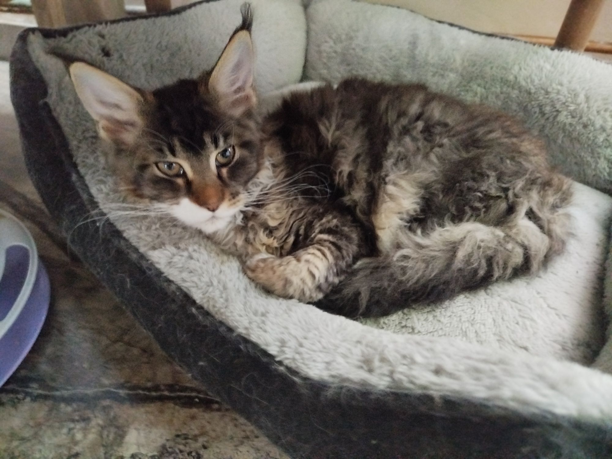 Kotka balbinka Maine coon
