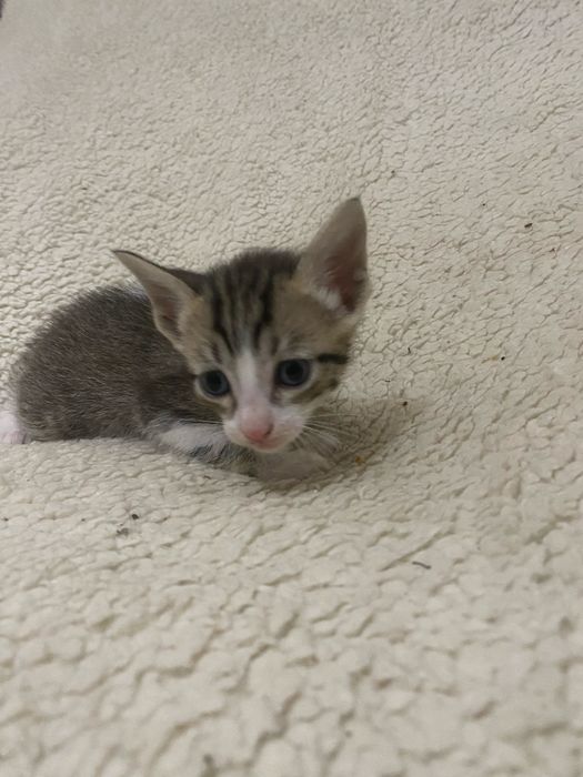 Adocao responsavel de gatinho bebe