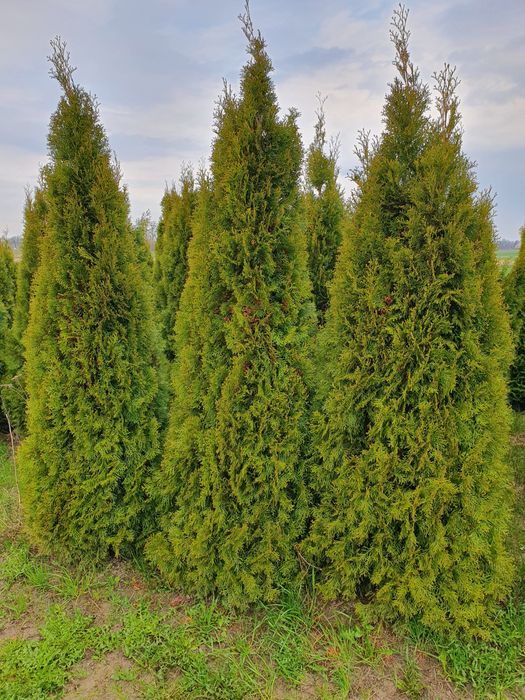 Drzewka Thuje Tuja Szmaragd Thuja Smaragd Zapraszam po tuje!