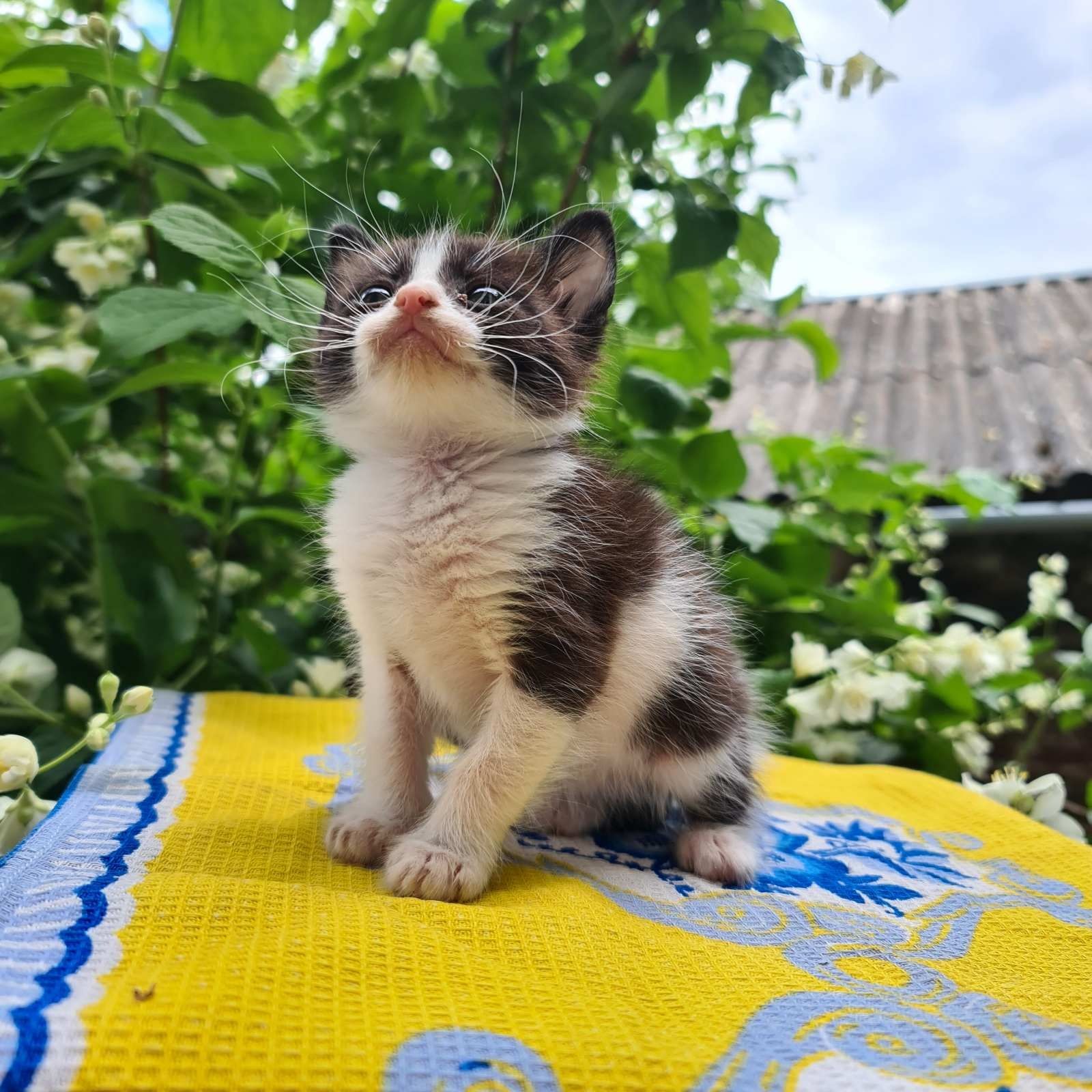 Кошеня дуже гарненьке