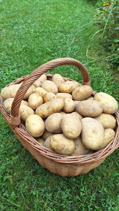 Ziemniaki jadalne Tajfun