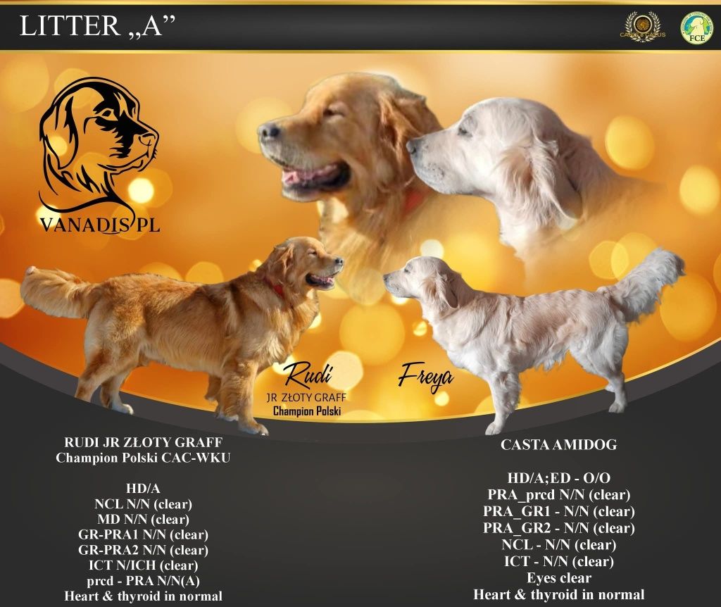 Szczeniak golden retriever