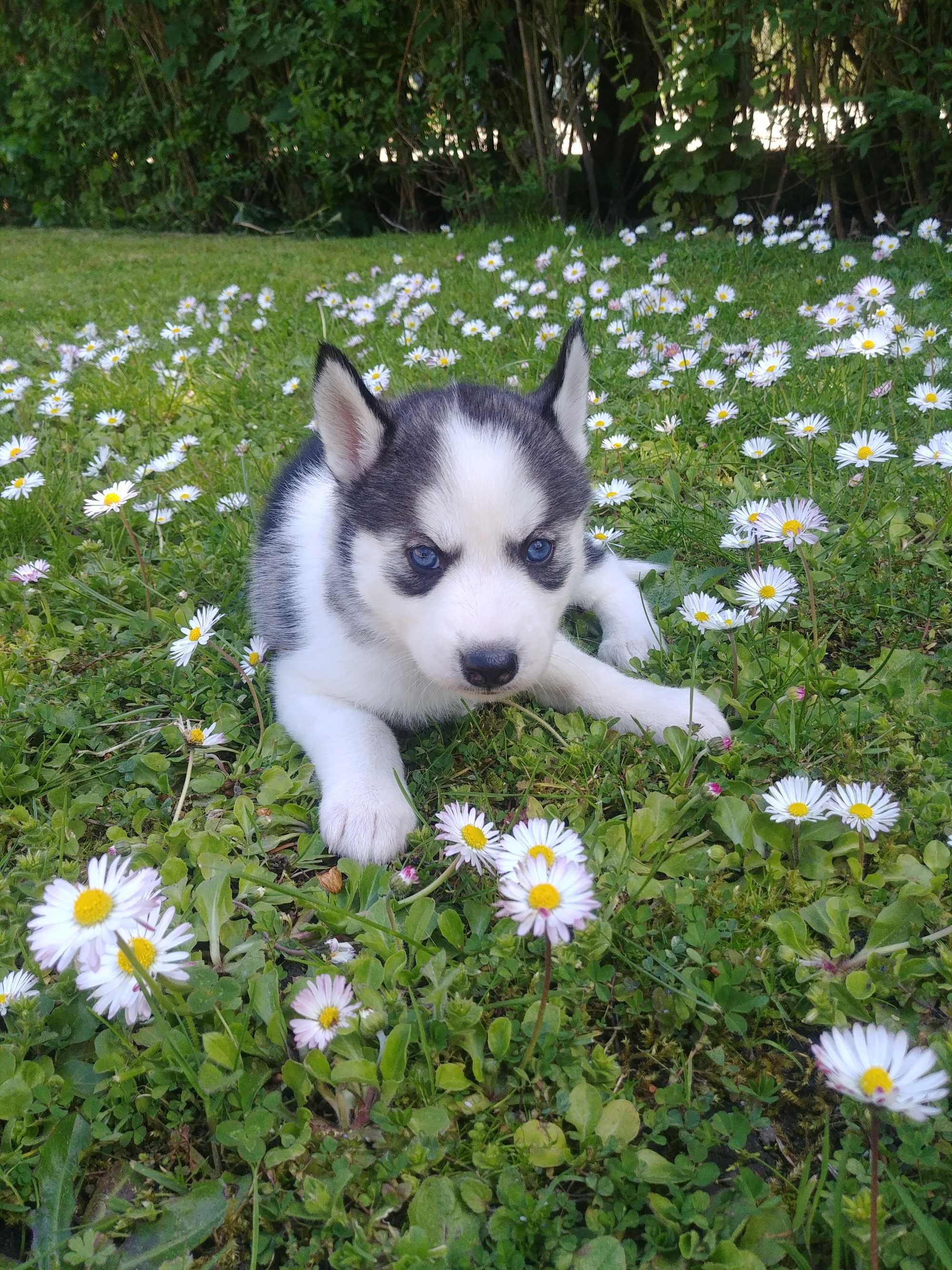 Syberian husky szczeniaki