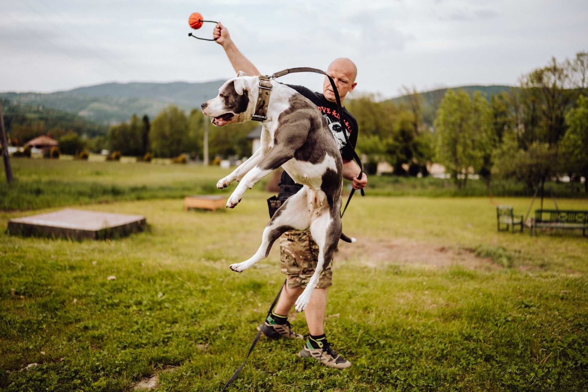 HOTEL DLA PSÓW/DOMOWY HOTELIK/Opiekun dla psa/dogsitter