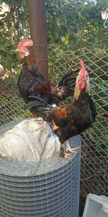 Декоративні півні