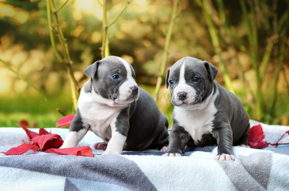 Дві гарнюні цукерочки блакитні дівчинки ..