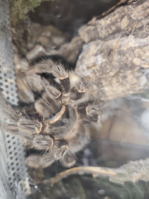 Lasidora parahybana samica 7dc wraz z terrarium