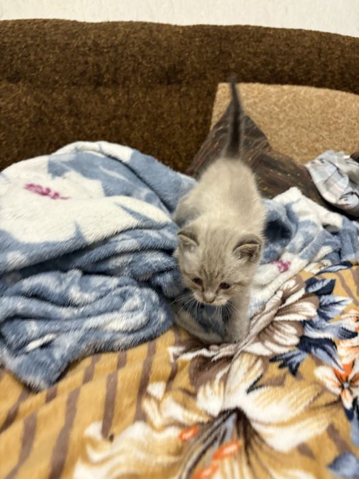 Відаю котика