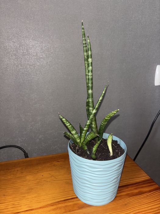 Сансевієрія, квітка, квіти, кімнатні, дім, сад