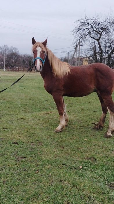 Продам жеребця по великих конях