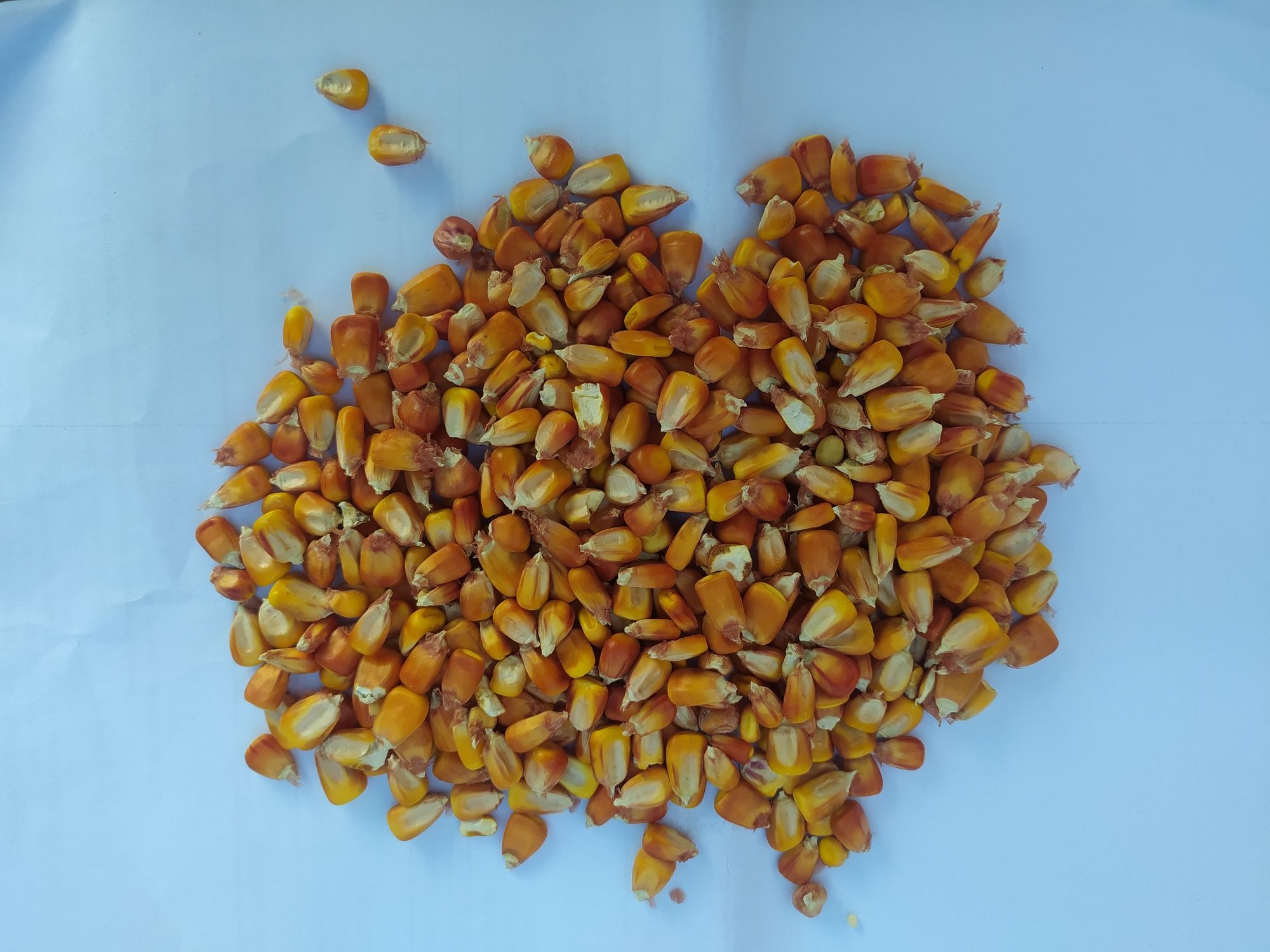 Кукурудза кукурудза сушена + пшениця з елеватора 5 грн/кг
