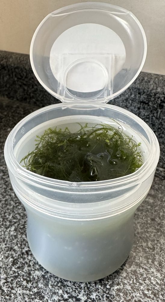 Porção de musgo de Java / Java Moss! 3€