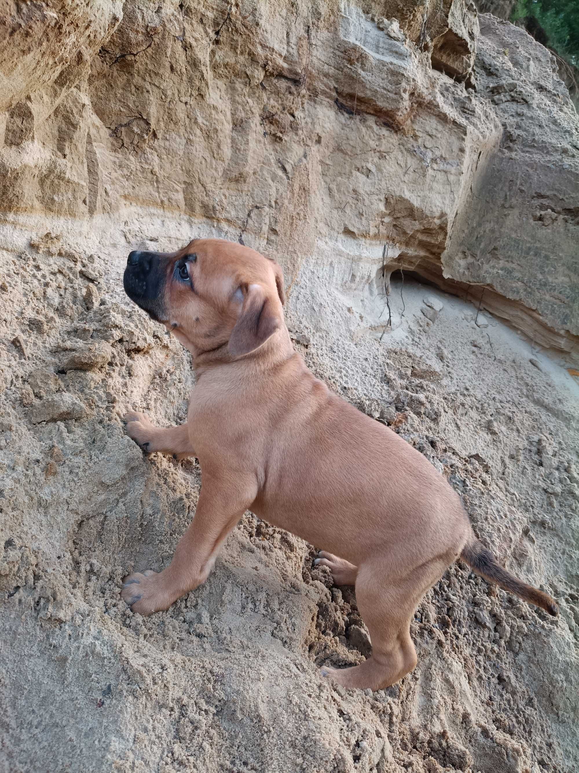 Amstaff spokojna suczka