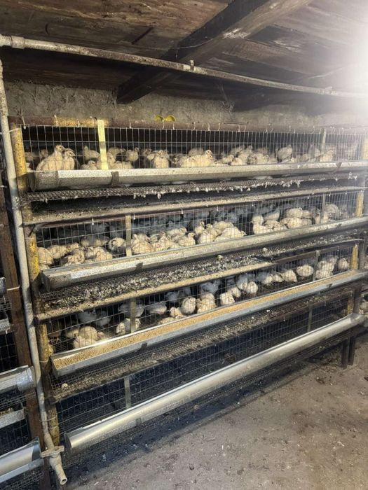 Перепелиная мини ферма