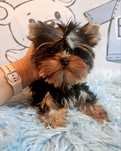 York yorki piesek  mini zkwp fci