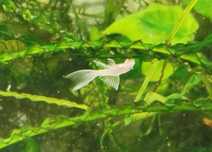 Ancistrus Snów White Long Fin własna Hodowla Altum