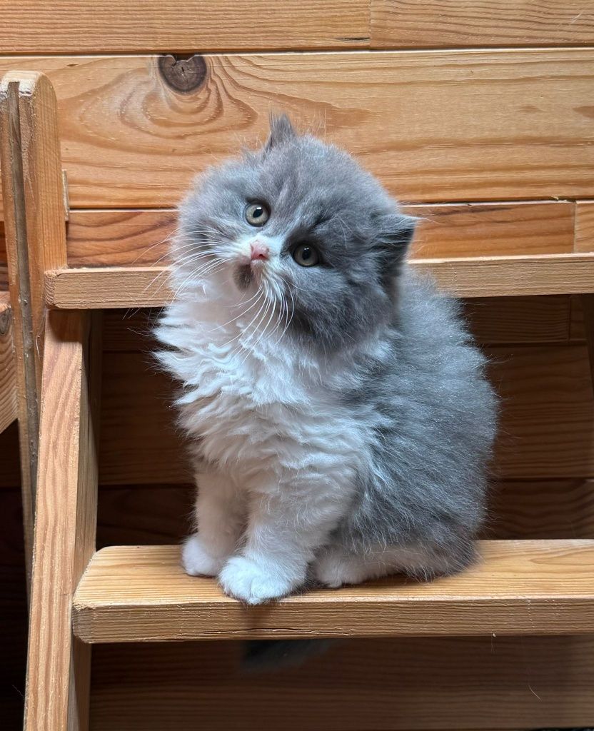 gatinho britânico pelo longo