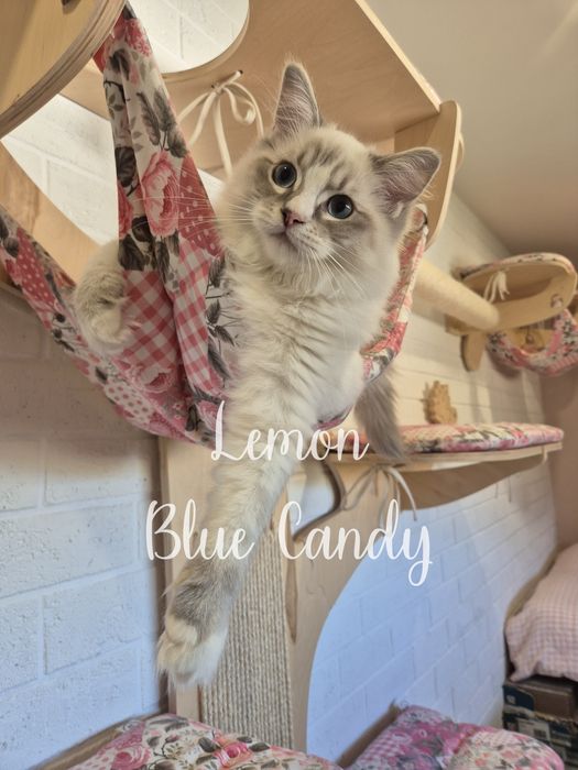 Kot Ragdoll Lemon Blue Candy Pl Warszawa FPL Gotowy do odbioru