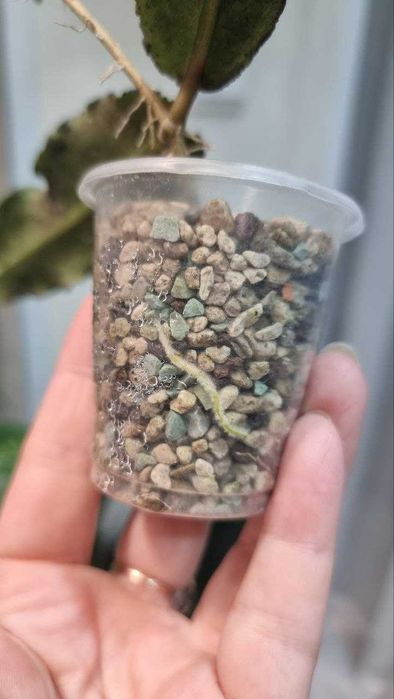 Hoya Undulata Silver