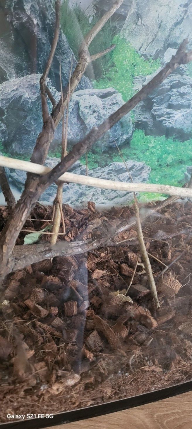Oddam młode patyczaki rogate