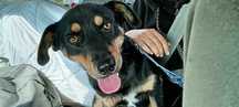 Lucek do adopcji! Sandomierz