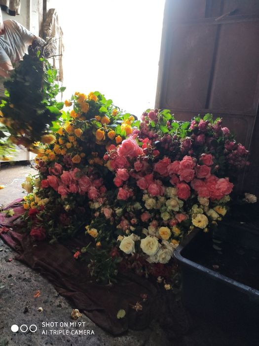 Саджанці троянд. Кусты роз оптом