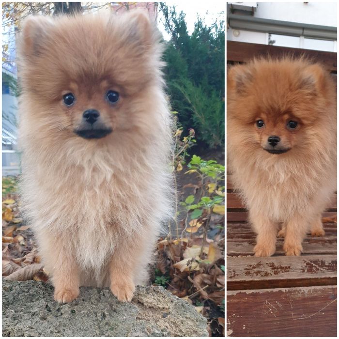 Миле маля шпіцятко