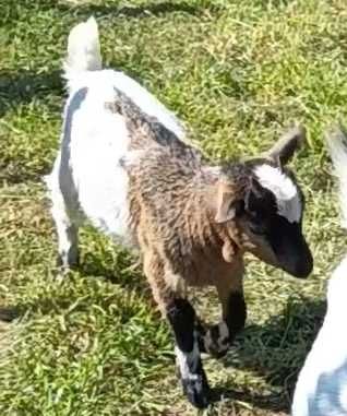 Vendo duas cabritas anãs