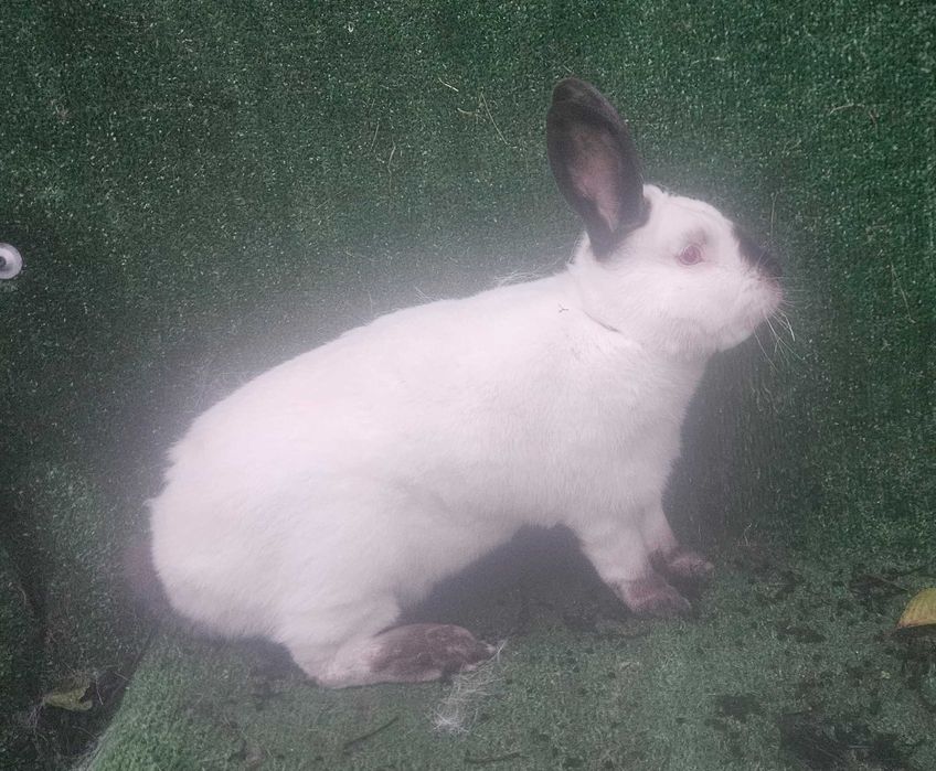 Kalifornia! Samiec! Kalifornijski