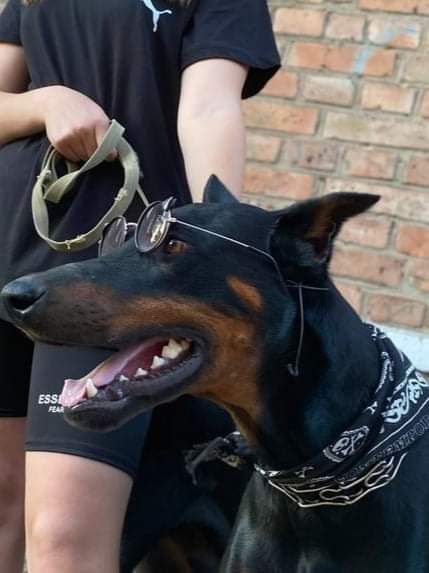 2-А кобеля добермана на вязку.Гром 5 лет.Бумер 1 г 4 месяца.Собаки с д