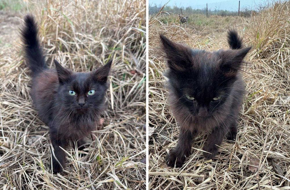 Віддамо гарних котят