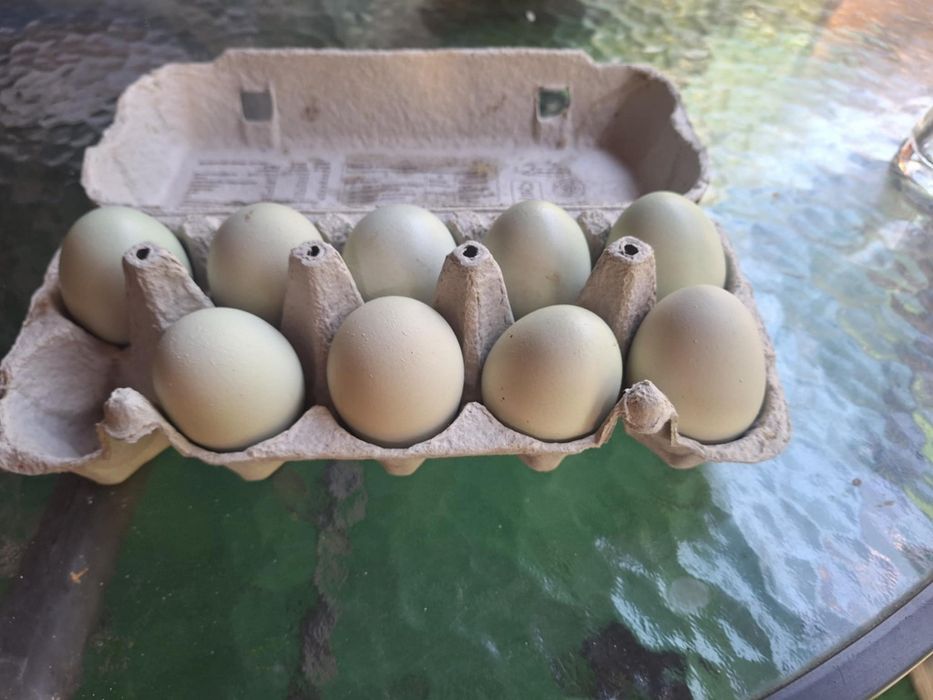 Sprzedam jajka lęgowe kury green shell