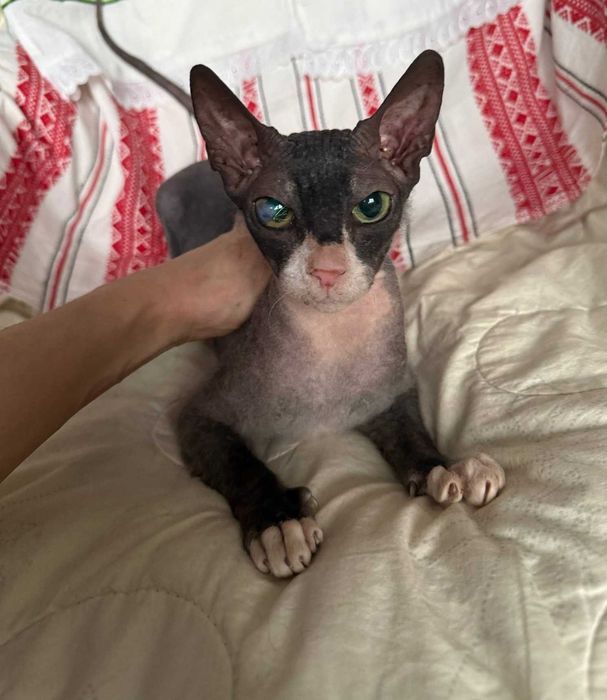 Маняша, сфінкс велюрочка, близько 2 років.Добра з величезним серцем!