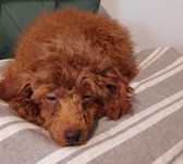 PUDEL TOY (Samiec) Red