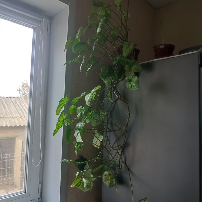 Комнатные цветы в продаже