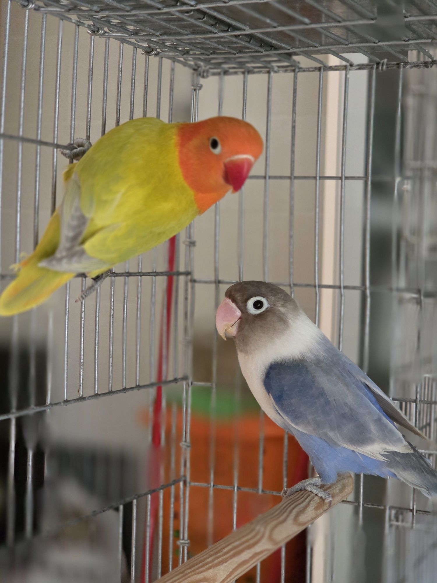 Agapornis Fischeris e Personatus