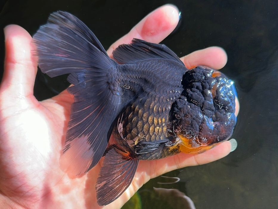 Oranda Top sklep zoologiczny Pirania Olsztyn wysyłka