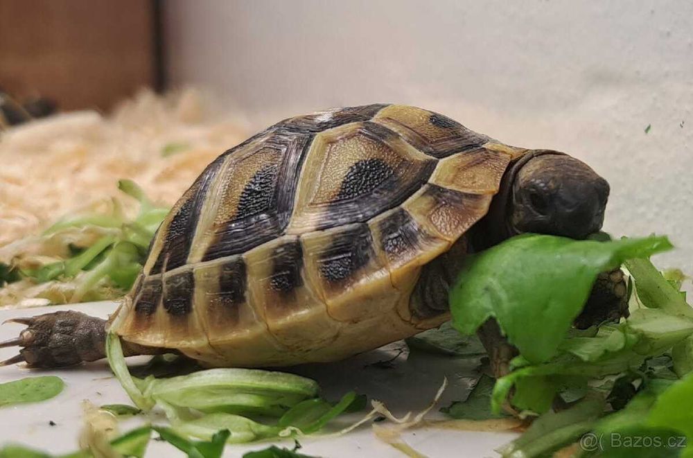 Terrarium dla żółwia lądowego - żół lądowy - transport