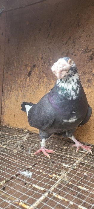 Gołębie staropolskie