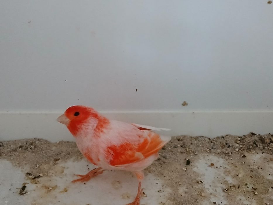 Kanarki mozaika czerwona