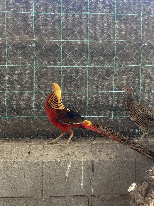 Casal de faisões dourados