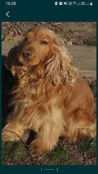 Cocker spaniel angielski