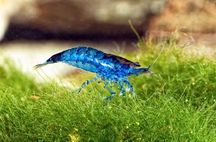 Krewetka blue velvet