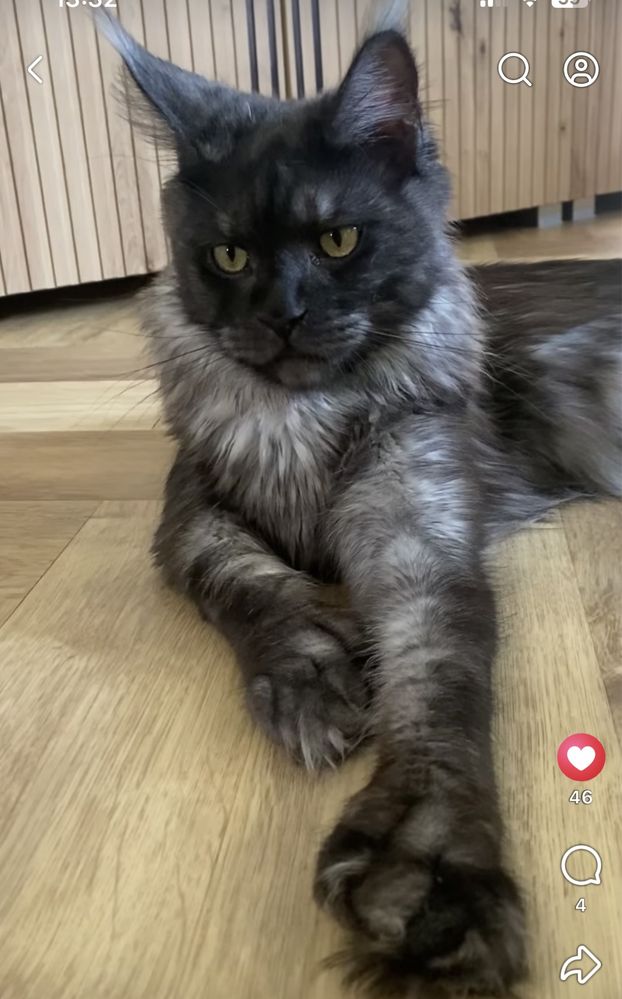 Maine Coon  niebieska kotka polydaktyl